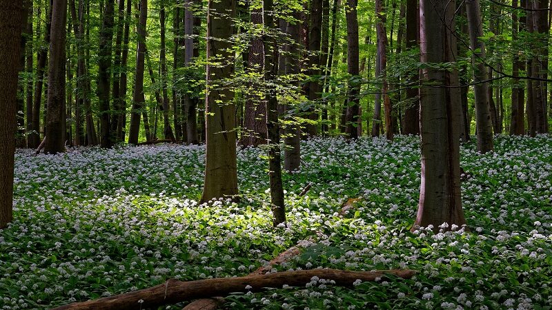 Nationalpark Hainich, Thüringen, Wald, Blumen, blühen