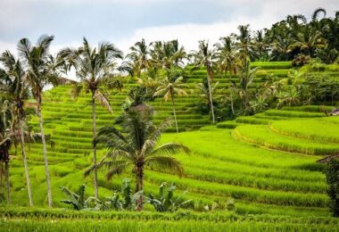 Reisterrasse, Reis, Indonesien, Asien, Reisanbau