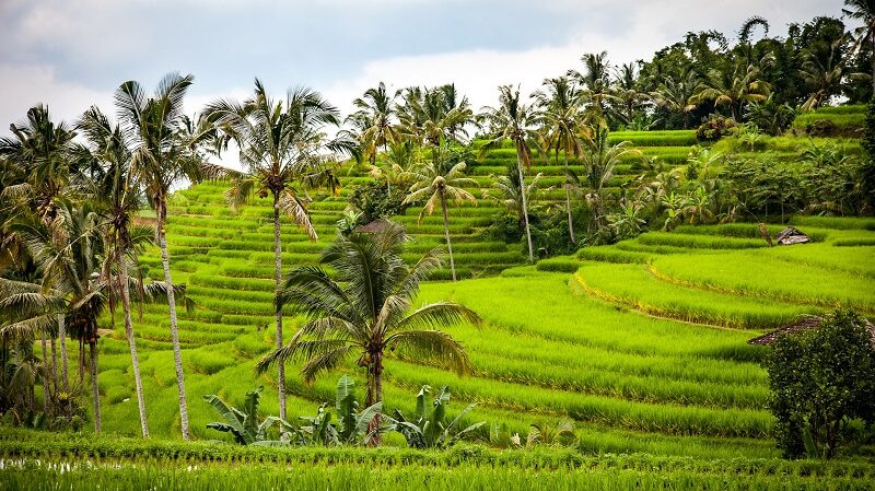 Reisterrasse, Reis, Indonesien, Asien, Reisanbau