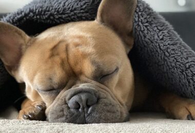 Französische Bulldogge, Schlaf, schlafen, Pause, Hund, Arbeitspause, Arbeitspausen
