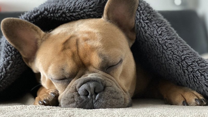 Französische Bulldogge, Schlaf, schlafen, Pause, Hund, Arbeitspause, Arbeitspausen