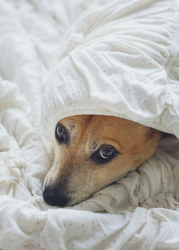 Hund, Decke, Bett