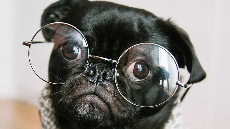 Hund, Brille, Intelligenz, intelligent, schlau, intelligent wirken