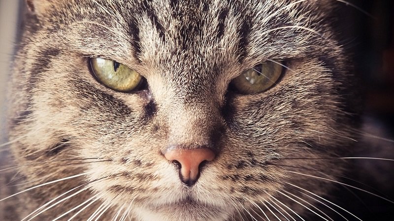Katze, Wut, wütend, genervt, nervige Bürofloskeln