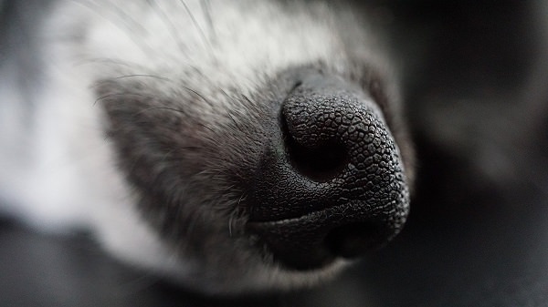 Nase, Schnauze, Geruch, Tier