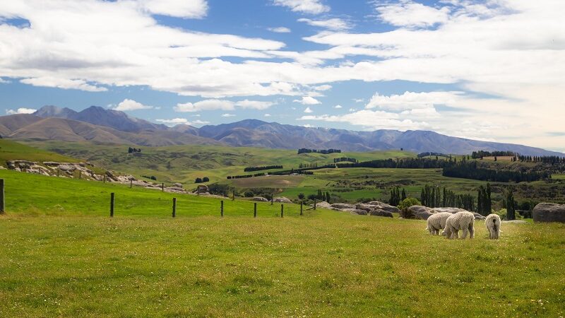 Neuseeland, Schafe, Natur, Gras, Wiese