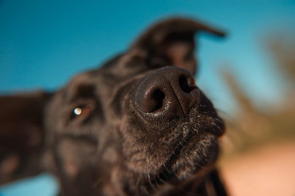 Hund, Hundeschnauze, Schnauze, Geruch, Gestank, Nase, beliebteste Alexa Skills