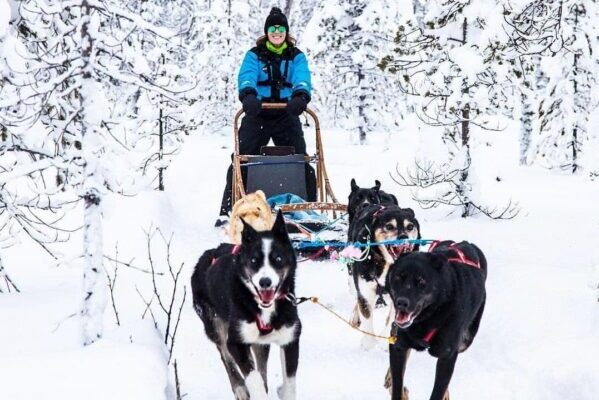 Huskeys, Schlittenfahrt, Schnee, Natur