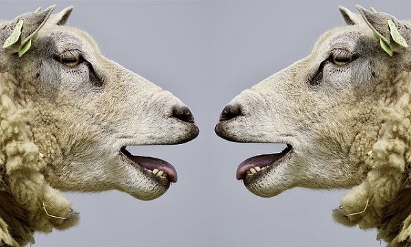 Schafe, Schaf, Kommunikation, Kommunikationsfähigkeit