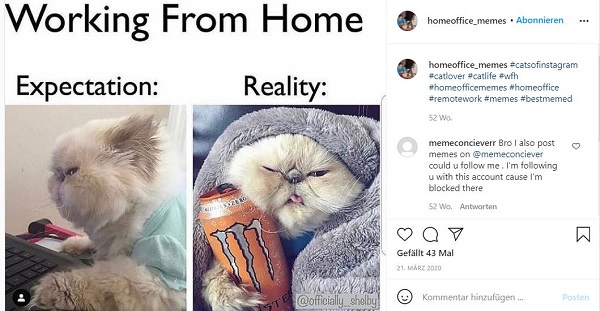 Katze, Home Office, Kuscheldecke, Energydrink, Monster Energy, Home-Office-Memes