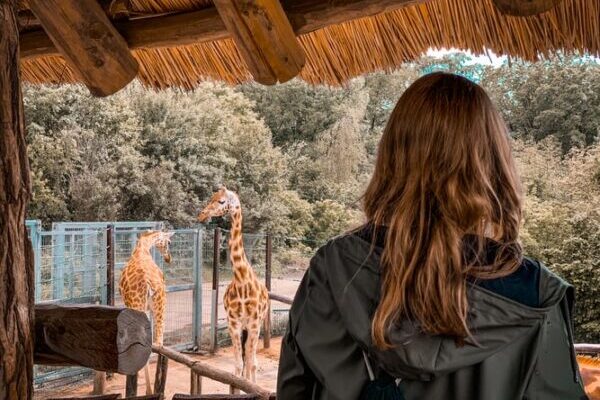 Tierpflege, Giraffe, Zoo