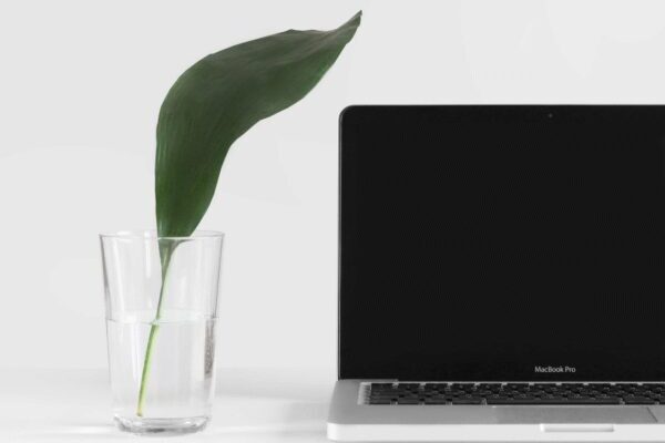 Pflanze, Laptop, Arbeit, Büro