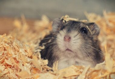 Hamster, Hamsterkäfig, Mr. Goxx, Mr Goxx, Krypto-Hamster, Crypto Hamster