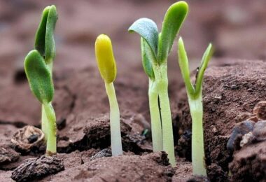 Pflanze, Wachstum, Keimlinge, exponentielles Wachstum, radikale Veränderungen