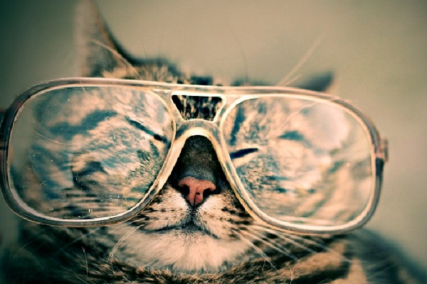 Katze, Brille, lesen