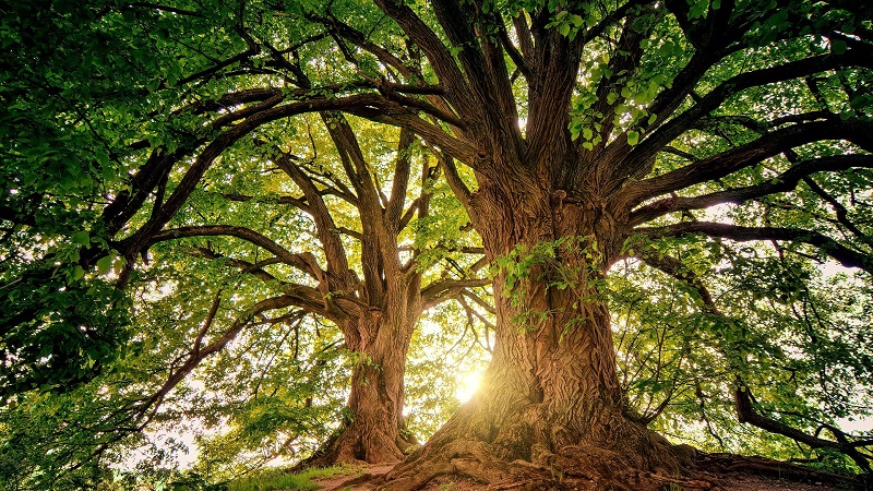 Bäume, Baum, Natur, Wald, grün, Bäume pflanzen