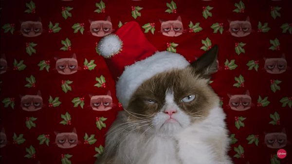 Grumpy Cat, Film