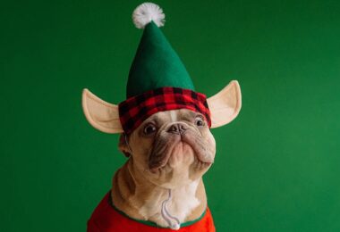 Weihnachtshund, Weihnachten, Bulldogge, virtuelle Weihnachtsfeier, online Weihnachtsfeier