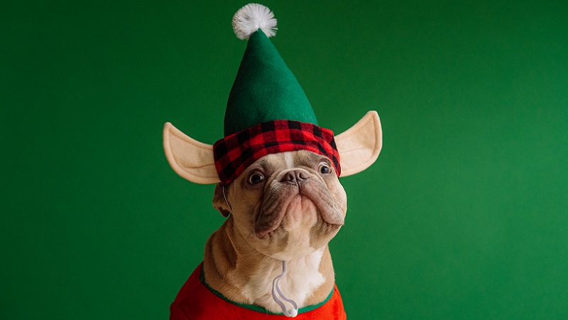 Weihnachtshund, Weihnachten, Bulldogge, virtuelle Weihnachtsfeier, online Weihnachtsfeier