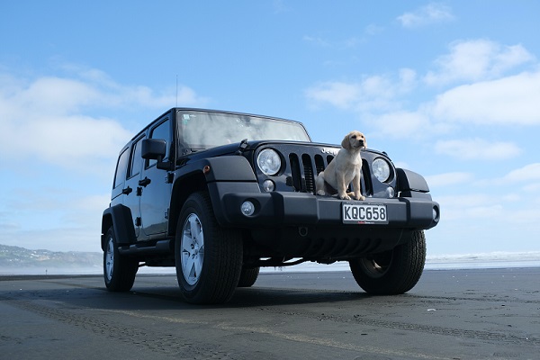 Auto, Hund