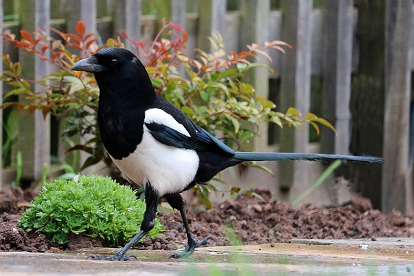 Elster, Vogel, Natur