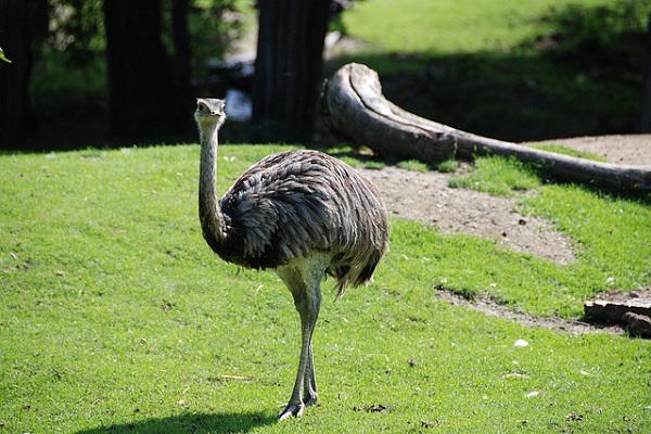 Emu, Laufvogel, Vogel, Tier, Zoo