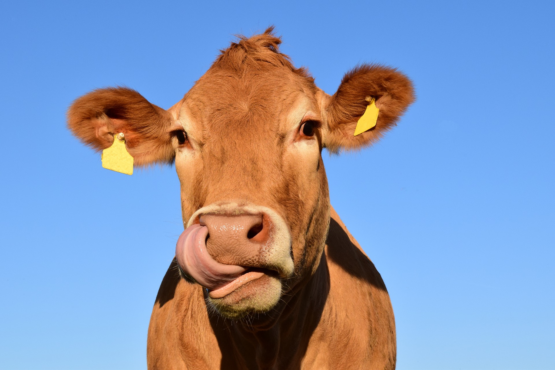 VR-Brillen, Kühe, Landwirtschaft