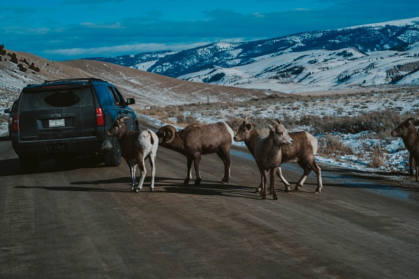 Ziegen, Widder, Tiere, Auto, Road Trip, Landschaft