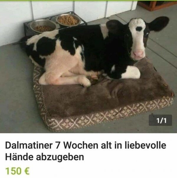 eBay Kleinanzeigen)