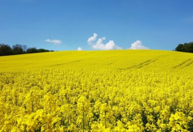 Raps, Rapsblüte, Rapsfeld, Biokraftstoffe