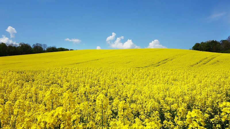 Raps, Rapsblüte, Rapsfeld, Biokraftstoffe