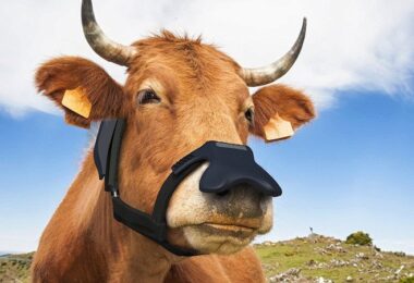 Masken, Kühe, Klimaschutz, Nachhaltigkeit, Umweltschutz