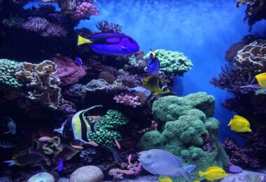 Künstliche Intelligenz Korallen, Korallenriff, 3D Druck, Umweltschutz, 3D-Korallenriff