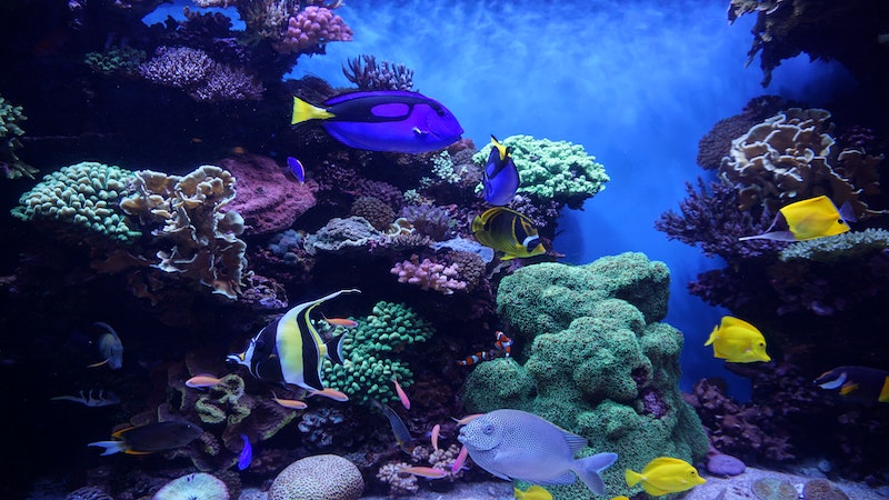 Korallenriff, 3D Druck, Umweltschutz, 3D-Korallenriff