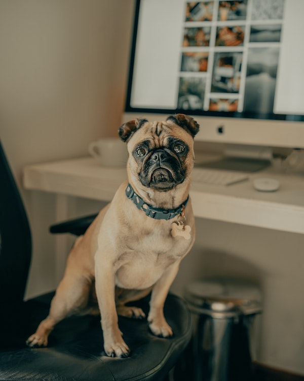 Hunde Büro Arbeit Arbeitsrecht