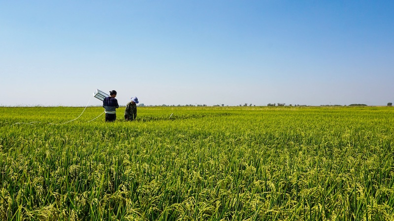 Genetically modified plants filter carbon from the atmosphere