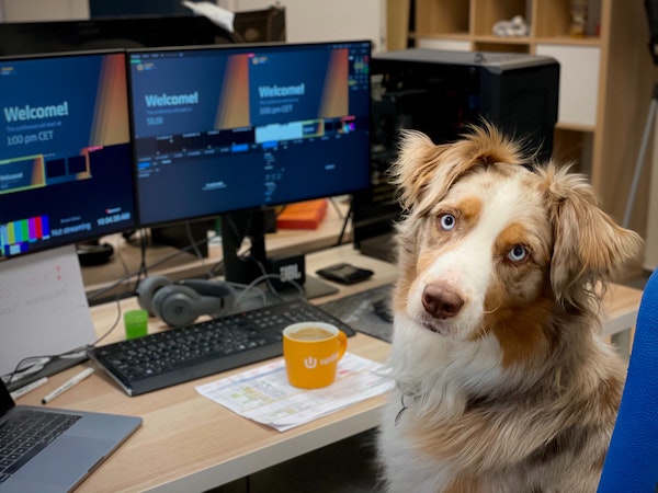 Hunde an der Arbeit, Hund und Arbeit, Bürohund
