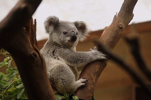 Koala, Koalabär