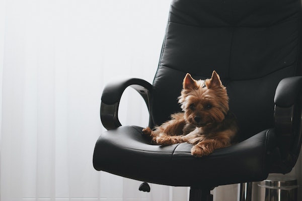 Hunde an der Arbeit, Hund und Arbeit, Bürohund