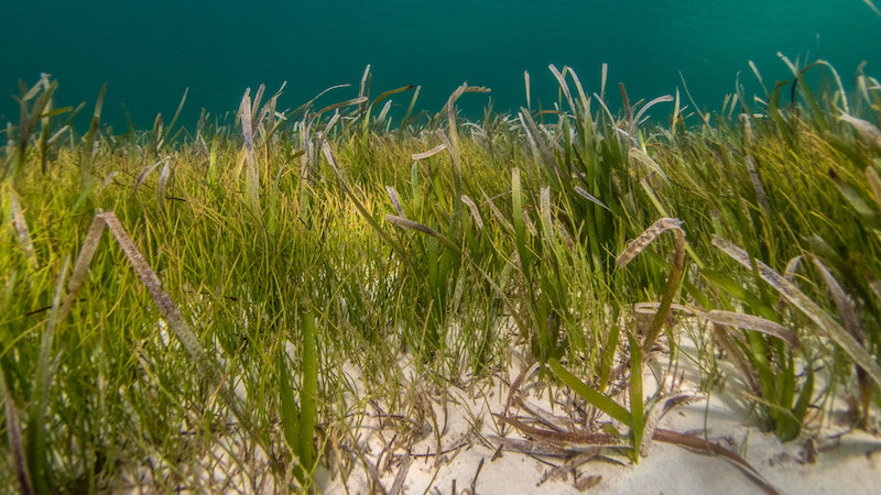 Alphabet wants to use AI to save algae ecosystems