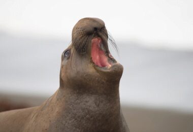 Künstlicher Intelligenz, mit Tieren sprechen, Tiersprache