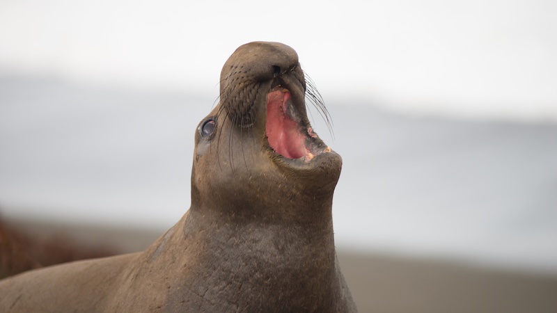 Thanks to artificial intelligence, will we soon be able to talk to animals?