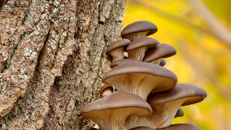 Mushroom skin is said to optimize the recycling of batteries and chips