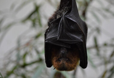 Drohne Fledermäuse, Fledermaus