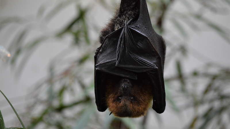 Drohne Fledermäuse, Fledermaus