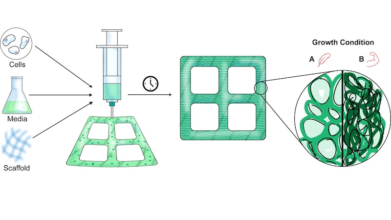 Researchers grow artificial wood in the laboratory