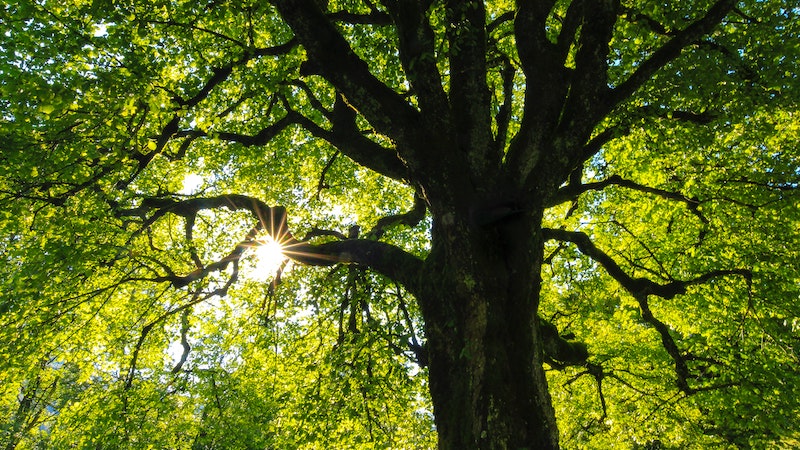 Bäume pflanzen, Treedom, Nachhaltigkeit, Umwelt, Umweltschutz, Grün