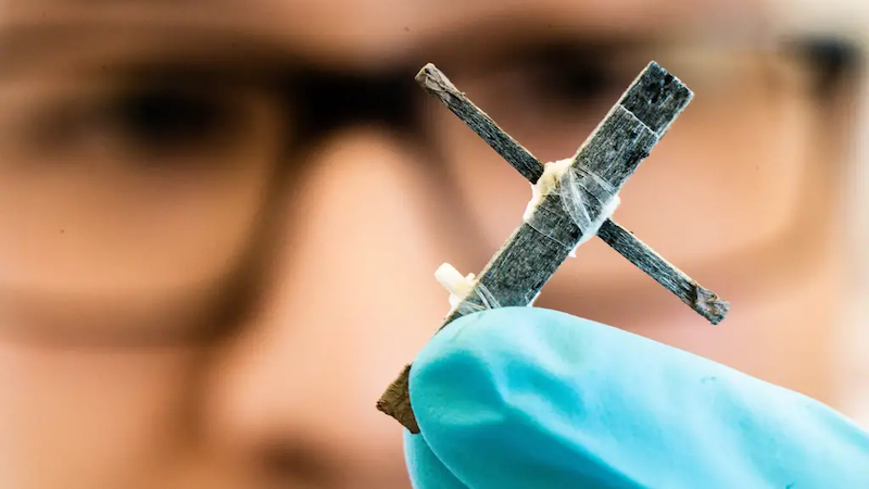 For the first time, researchers develop a transistor made of natural wood