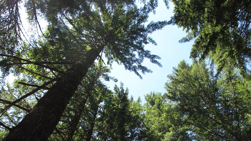 Bäume CO2, Baum, Klimaretter, Klima, Wald