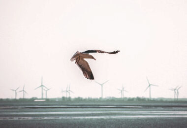 Vögel Windräder, Vögel, Kollision, Windrad, Windpark, Wind